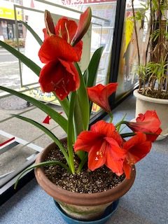 🌸アマリリス(*´▽｀*)🌸