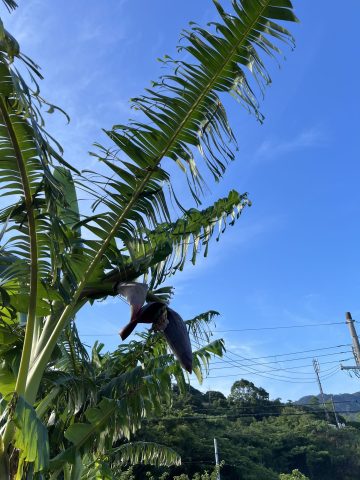 アイスクリームバナナ　7月18日